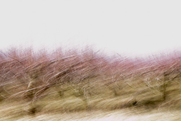 _E1A7309