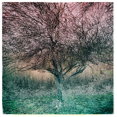 Gazebo Tree